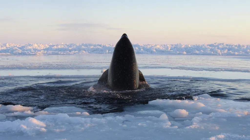Jedna z kosatek uvízlých u kanadského pobřeží