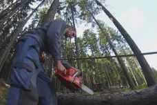 Lesy ČR v pololetí zvedly těžbu kůrovcového dřeva o 112 procent. Podnik chce zvládnout kalamitu