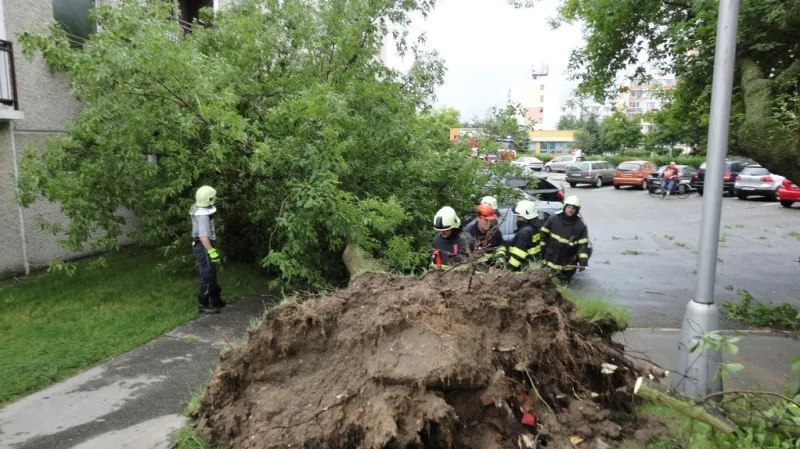Vyvrácený strom v Hradci Králové