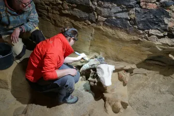 Rakouský vinař chtěl renovovat sklípek, objevil kosti tří mamutů