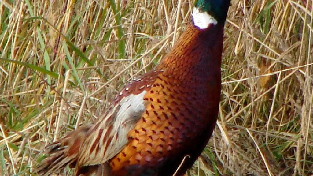 Bažant