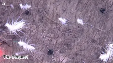 Ekosystémy objevené na dně u Kamčatky