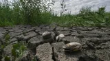 Místa, kde byla před rokem voda Kachovské přehrady, zarůstá zeleň