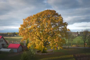 Evropským stromem roku je litevský dub