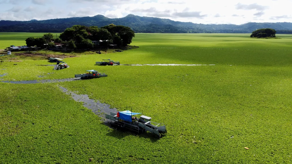 Nádrž pokrytá vodním salátem v salvadorském městě Suchitoto