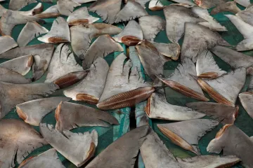 Lidé zabijí ročně nejméně sto milionů žraloků, starší údaje byly podhodnocené