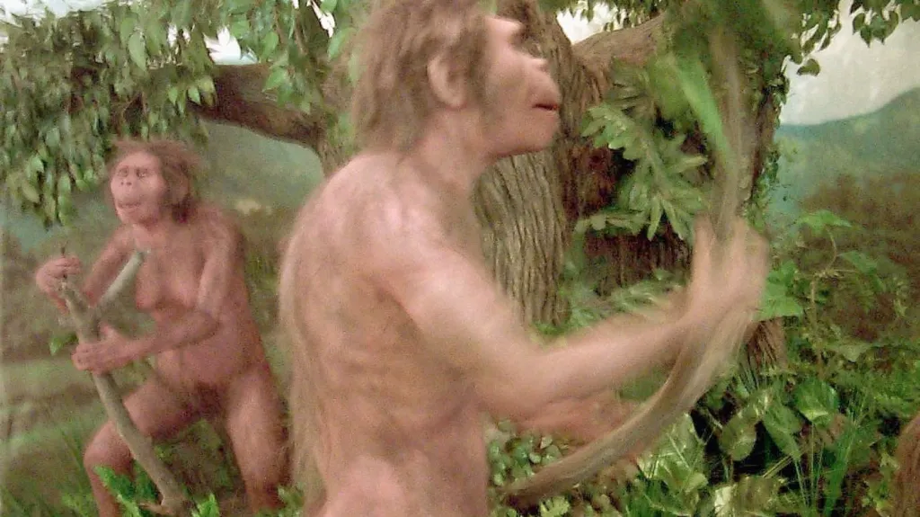 Homo erectus
