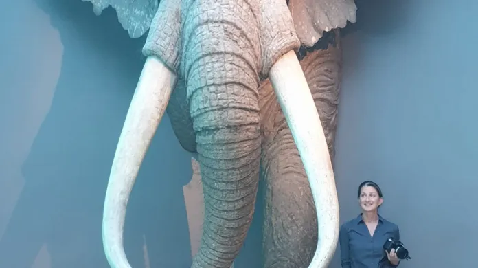 Pravěký slon Palaeoloxodon antiquus ve srovnání s člověkem