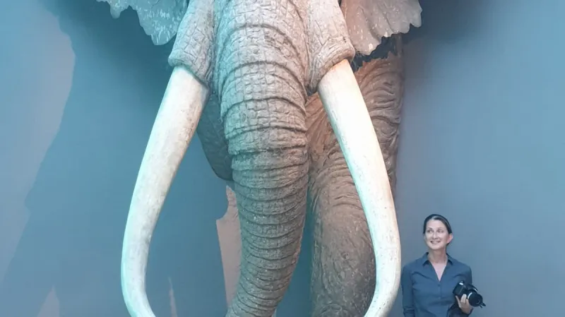 Pravěký slon Palaeoloxodon antiquus ve srovnání s člověkem