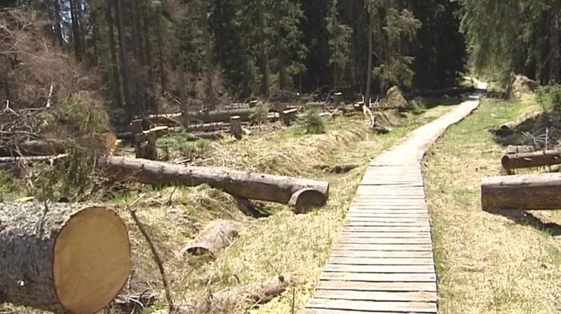 Vykácené suché stromy