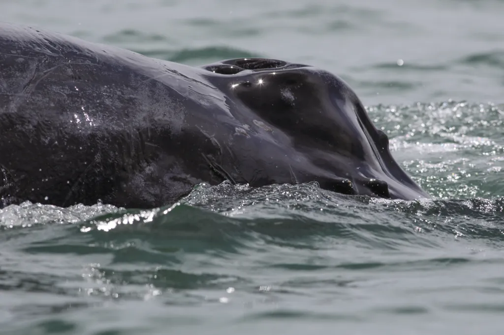 Kolumbijský záliv Buenaventura u přírodní rezervace San Cipriano pravidelně navštěvují velryby jižní, které sem připlouvají od měsíce srpna ze studených vod Antarktidy