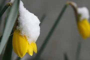 Fenofáze se posouvá. Klimatická změna v Česku urychluje jarní probouzení přírody