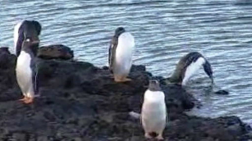 Antarktidští tučňáci