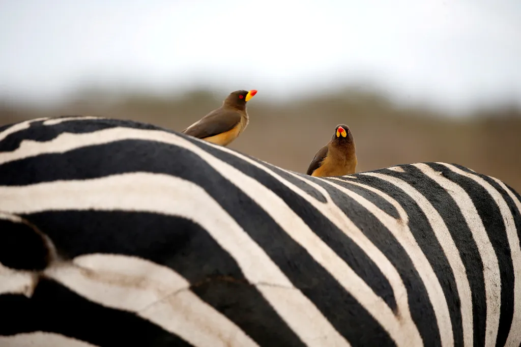 Ptáci na hřbetě zebry v Národním parku Nairobi v Keni.