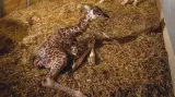 Novorozené žirafí mládě v Zoo Praha
