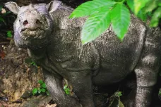 O krok blíž k vymizení. Poslední malajsijský samec nosorožce sumaterského uhynul