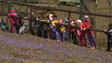 Rozkvetlé šafrány chodí obdivovat i místní děti