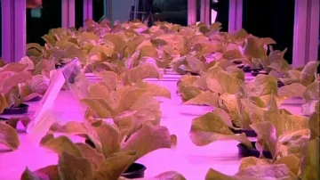 Saláty pěstované pod LED světlem