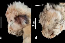 Vědci našli na Sibiři lvíčata, která žila před desítkami tisíc let