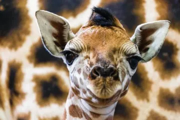 V pražské zoo se narodilo žirafí mládě