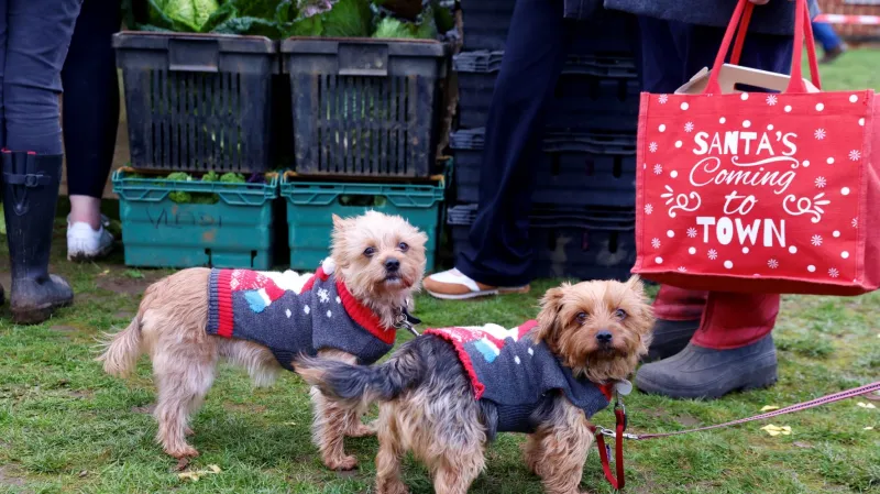 Svetry s vánočním motivem nosí i domácí mazlíčci