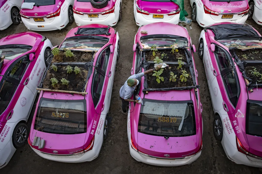 Zaměstnanci  zkrachovalé taxi služby v Bangkoku pěstují zeleninu na střechách aut. Auta využívají jako skleníky, které růst zeleniny urychlují