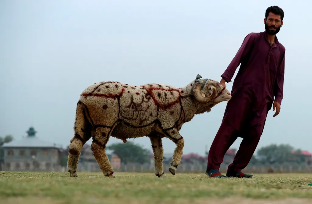 Muslimský svět oslavuje Svátek oběti. Jde o jeden z nejstarších svátků  zasvěcený bibilické postavě Abraháma. Během oslav jsou obětována hospodářská zvířata. Maso ze zvířat je poté rozděleno dle přísného řádu mezi rodinu a chudé. Na fotografii vede muž ovci na trh v indickém Šrínagaru