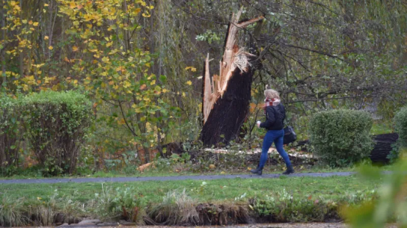 Žena prochází kolem zlomeného stromu v parku v centru Sokolova,  Autor: Kubeš Slavomír,  Zdroj: ČTK