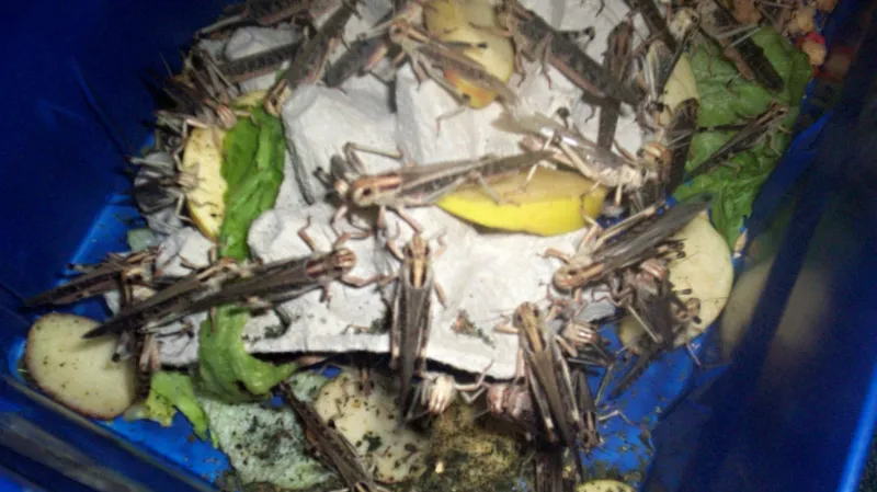 Obsah některých nedoručitelných balíků