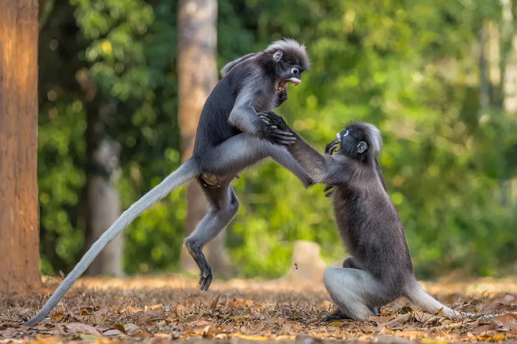 Langur čínský (NP Kaeng Krachan, Thajsko)