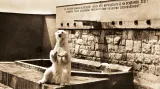 Pavilon ledních medvědů (rok 1960), dnes sloninec