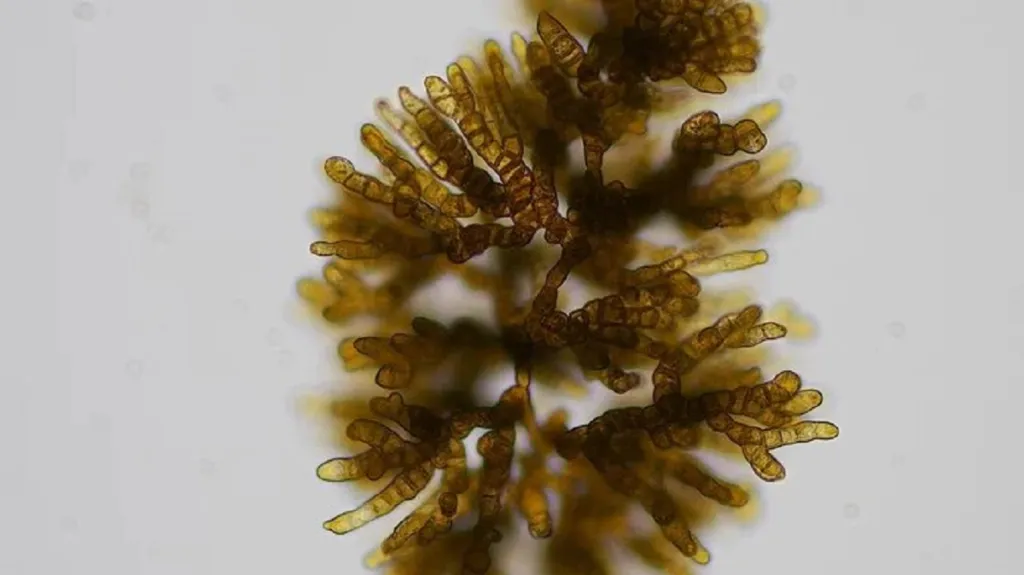 Geneticky samčí chaluha produkující vajíčka pod mikroskopem