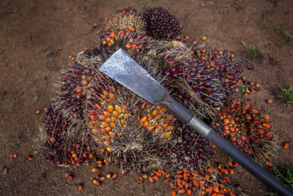Nástroj, který se používá ke sklizni plodů palmy olejné. Po zpracování vzniklý palmový olej je v současnosti nejběžněji používaný a nejobchodovanější olej na světě