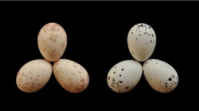 Snůšky vajec dronga s podvrženým vejcem kukačky – je to vždy to úplně napravo