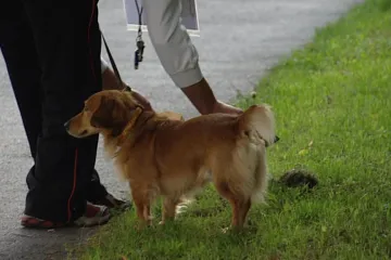 Internet prý bude rájem pejskařů