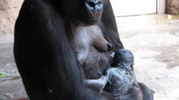 Gorila Kijivu se svým třetím mládětem