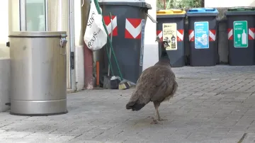 Ulice italského letoviska zaplnili přemnožení pávi