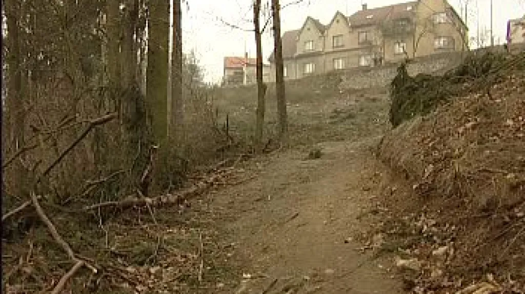 Lesík ve svahu