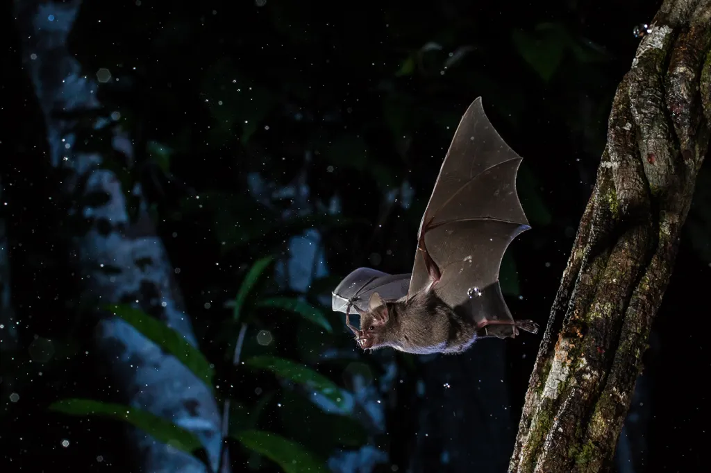 Vítězná fotografie v kategorii Jednotlivci a populace. Listonos krátkoocasý je jeden z nejběžnějších druhů netopýrů v oblasti Amazonky, kde se živí šťavnatými plody rostlin, jako jsou Vismia nebo Cecropia.