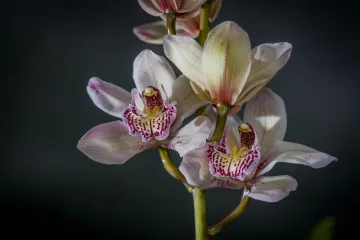 Koncem roku lákají návštěvníky do botanické zahrady v Liberci hlavně orchideje