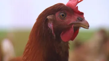 Prodej ze dvora, slepice