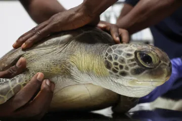 Ohrožené mořské želvy zachraňují v Nigérii svépomocí