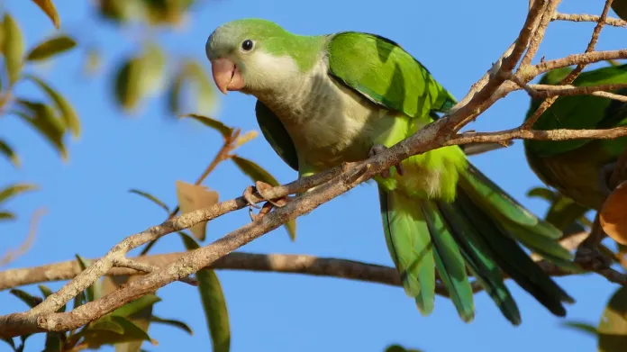 Papoušek mniší (Myiopsitta monachus)