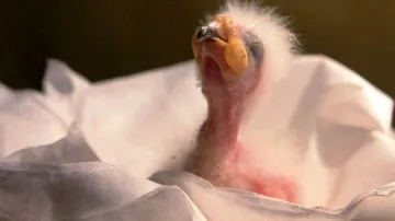 Vylíhnuté mládě papouška Nestor kea