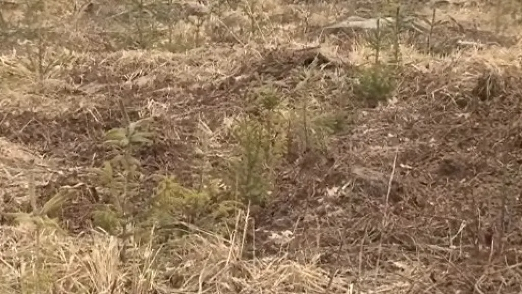 Nový výsadba v Masarykově lese