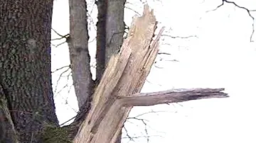 Poškozený strom