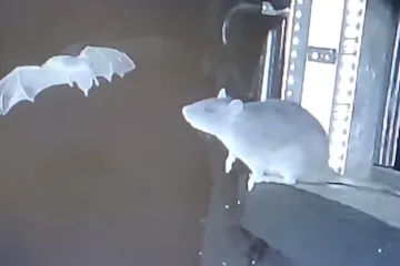 Potkani zdatně loví netopýry. I přímo ze vzduchu, odhalily kamery