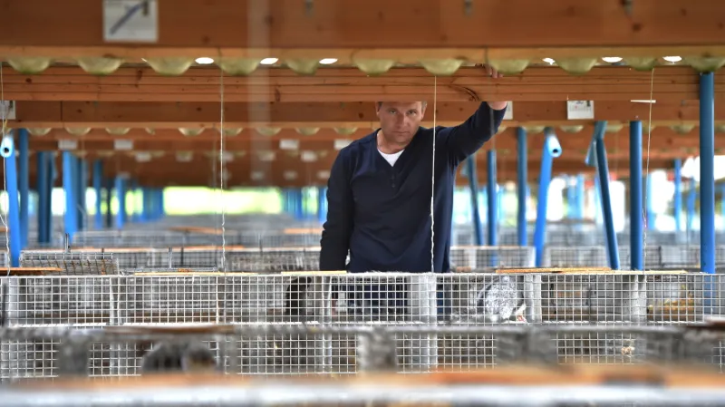 Majitel největší české kožešinové farmy ve Velkém Ratmírově na Jindřichohradecku David Vojtíšek