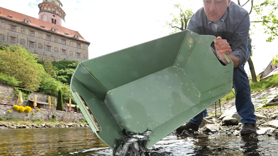 Vysazování lipana do Vltavy v Českém Krumlově