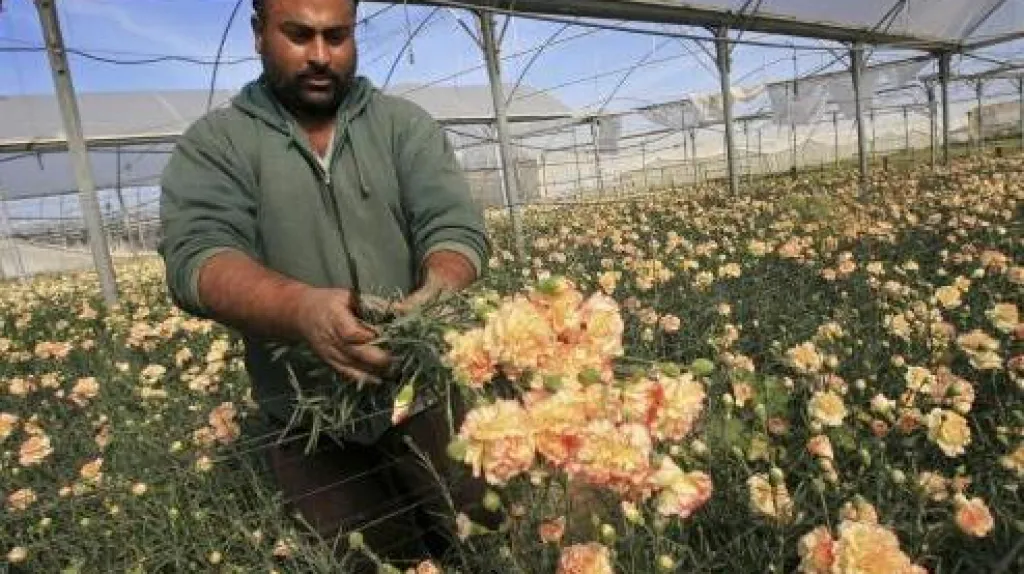 Karafiáty z pásma Gazy